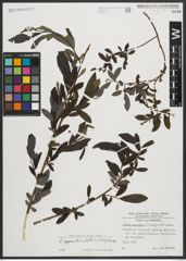 Foto von Salix appendiculata Vill. x Salix purpurea L.